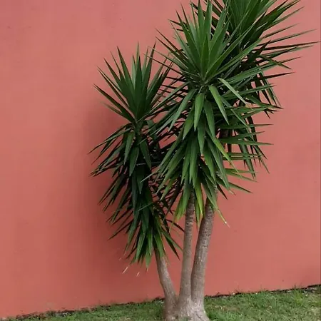 Casa Yucas - Patio *